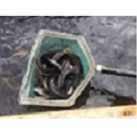 Live eel